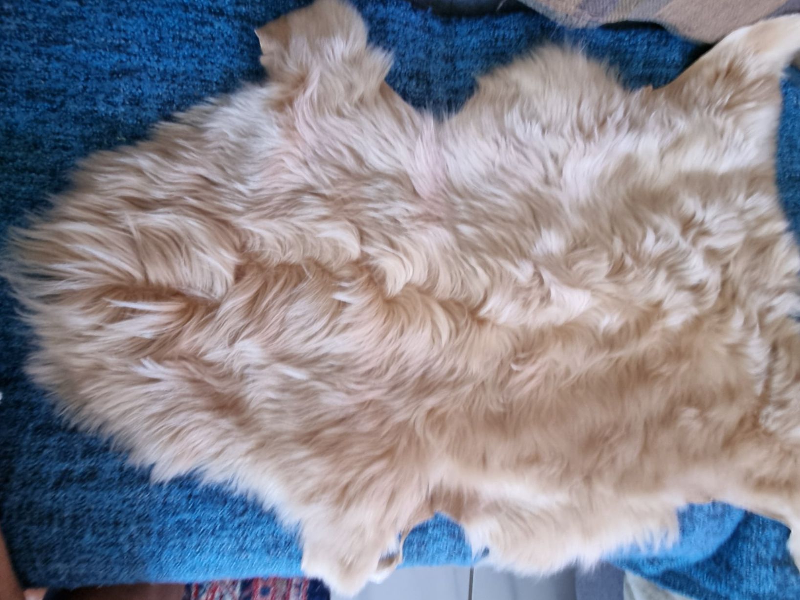 Tapis: Schaffell neu beige, echtes Fell – Neuf avec emballage d'origine à geroldswil par Gumball1
