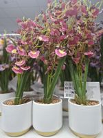 Elegante künstliche Orchidee in Fuchsia, 45 cm
