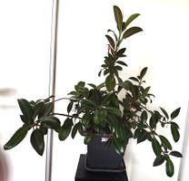 Gummibaum Ficus Elastica Pflanze im Topf