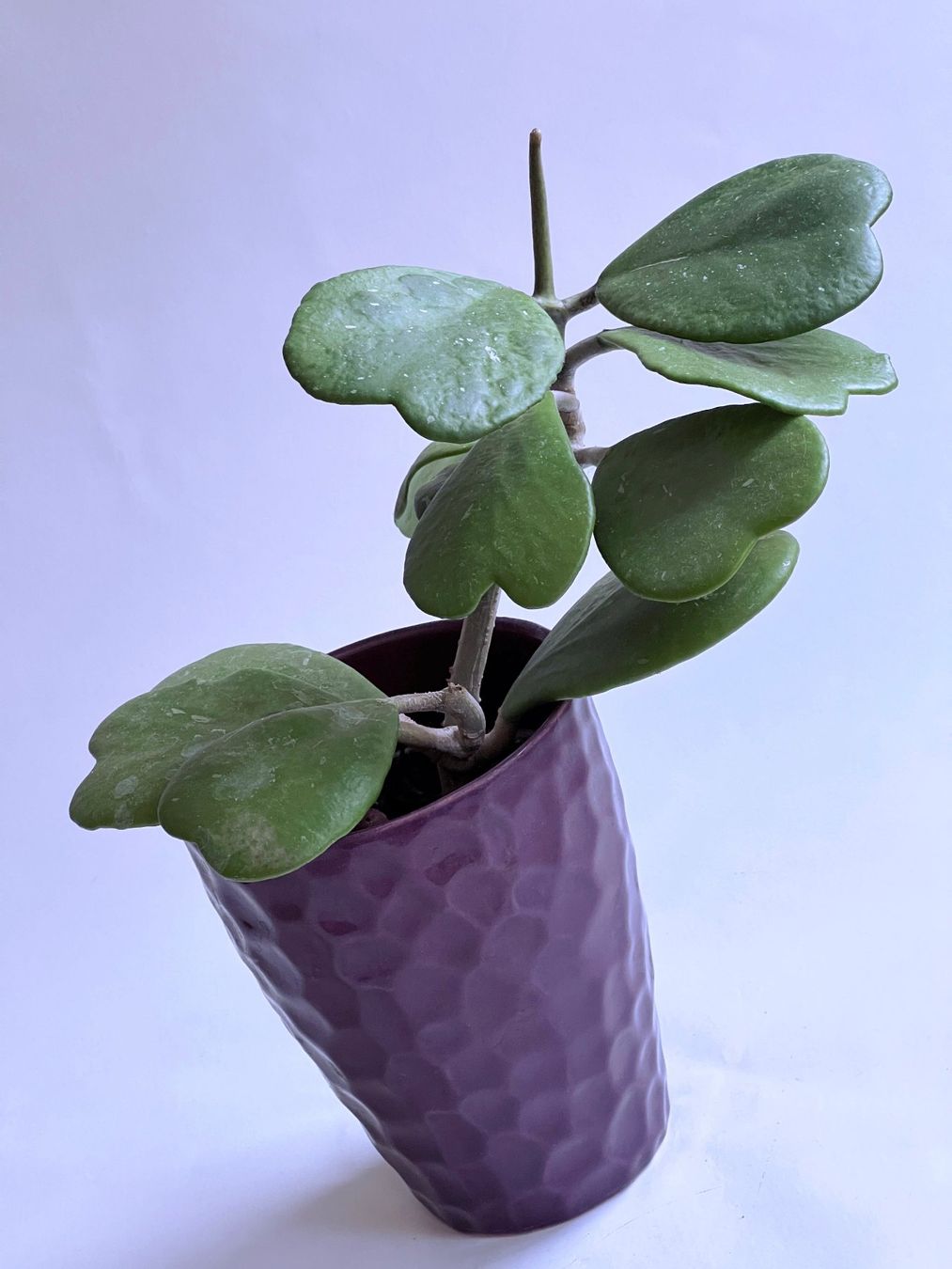 Piante & sementi: HOYA***KERRII***** – Nuovo (secondo la descrizione) da Dübendorf venduto da Orchid18 2