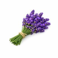 Lavendel