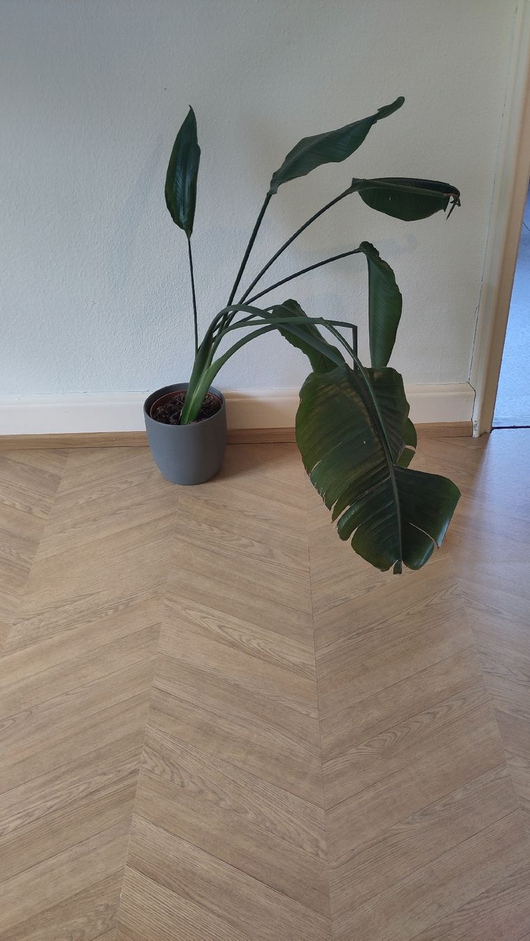 Rivestimenti per pavimenti: EGGER Laminat Skanderborg Eiche honig Kingsize NatureSense – Nuovo e nell'imballaggio originale da St. Gallen venduto da SaleAway 2