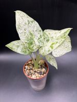 Alocasia Macrorrhiza Splash (1-9)