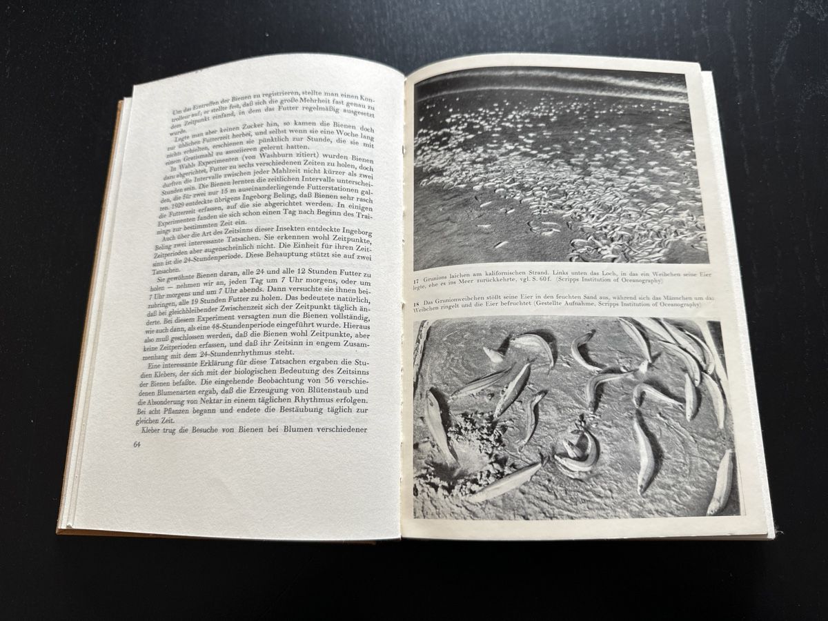 Libri: Seltsames in der Tierwelt – Usato da Erstfeld venduto da Mario_boe0 2