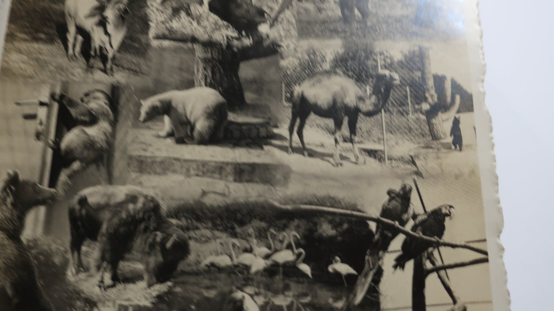 Cartoline postali: Zoo Zürich  1930 – Usato da Cormoret venduto da Pascalll2001 3