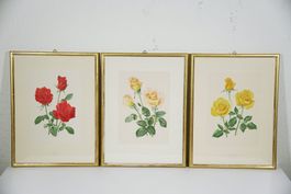 drei schöne Vintage Rosenbilder gerahmt 41,8 x31,5cm