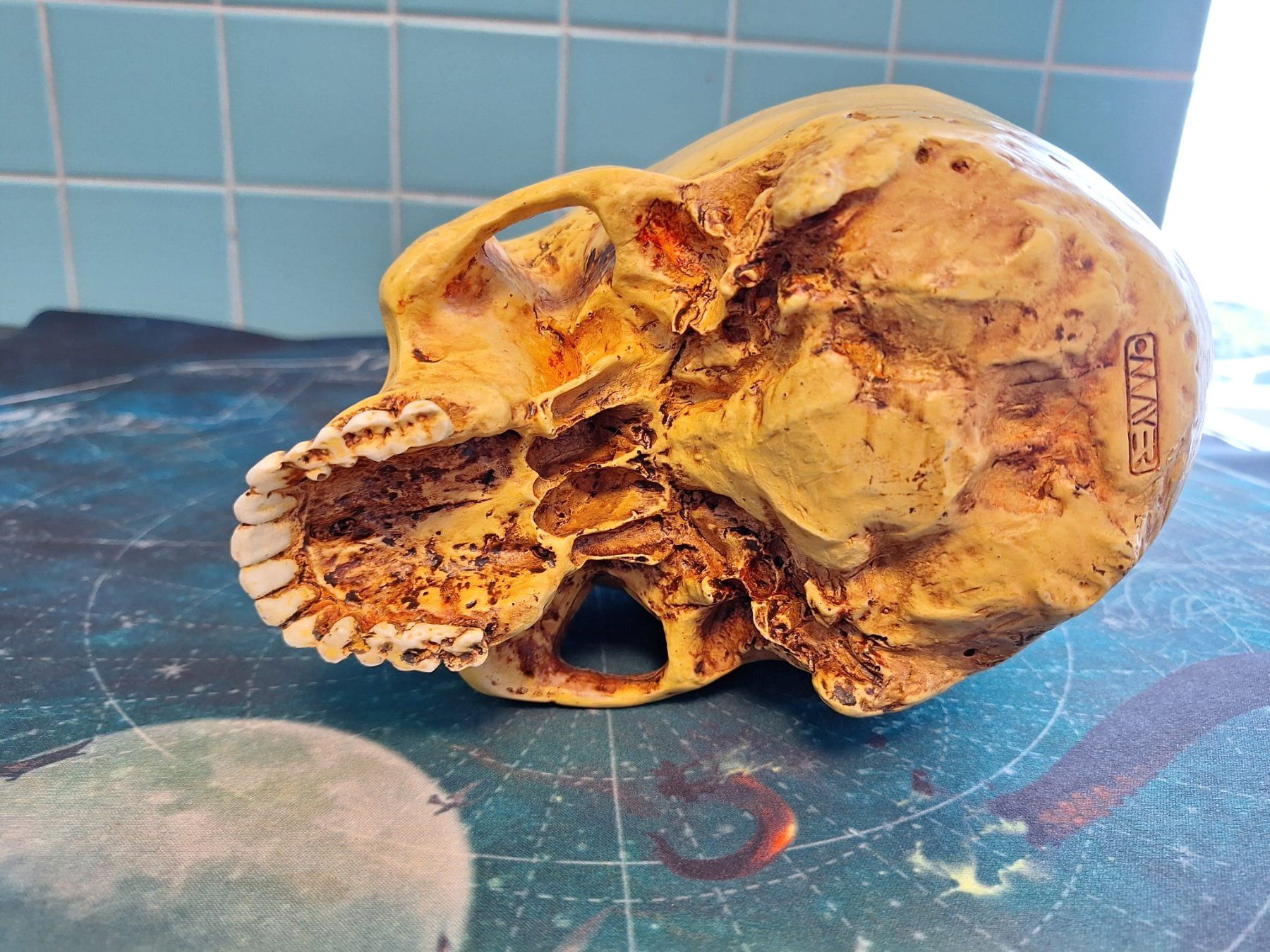 Statuette: Deko Schädel, Totenkopf – Usato da Aarau venduto da bag_t65l 3