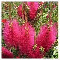 Rince-bouteille 4 ROUGE JAUNE ROSE BLANC