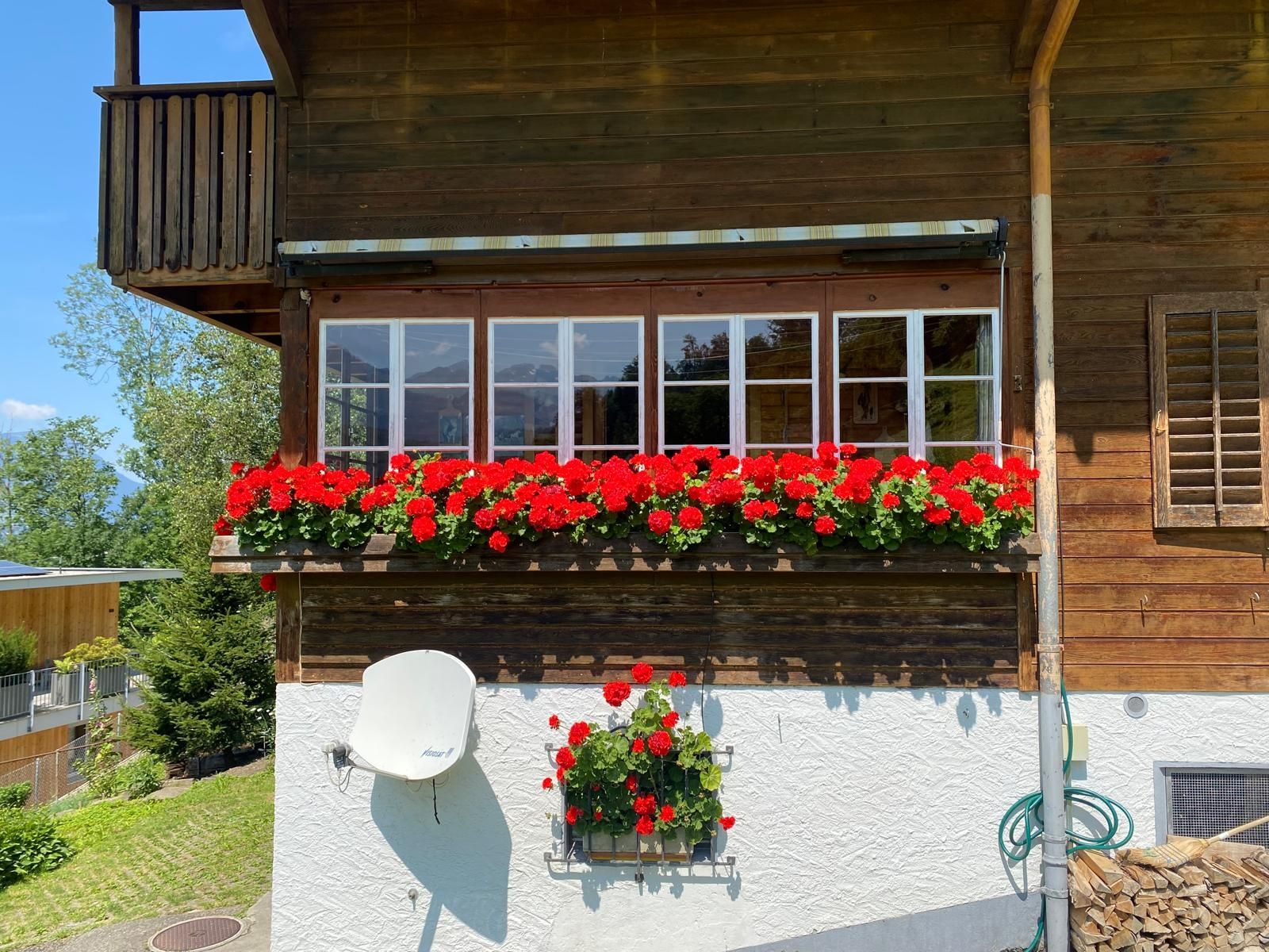 Pflanzen & Samen: Geranien – Gebraucht aus Rickenbach SZ von Schnagglilivia 1