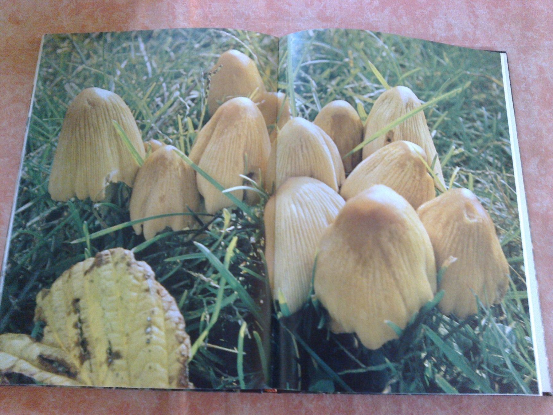 Libri: Wunderwelt der Pilze, Pilzbuch, Versand möglich!!! – Usato da Krauchthal venduto da Tokaji67 2