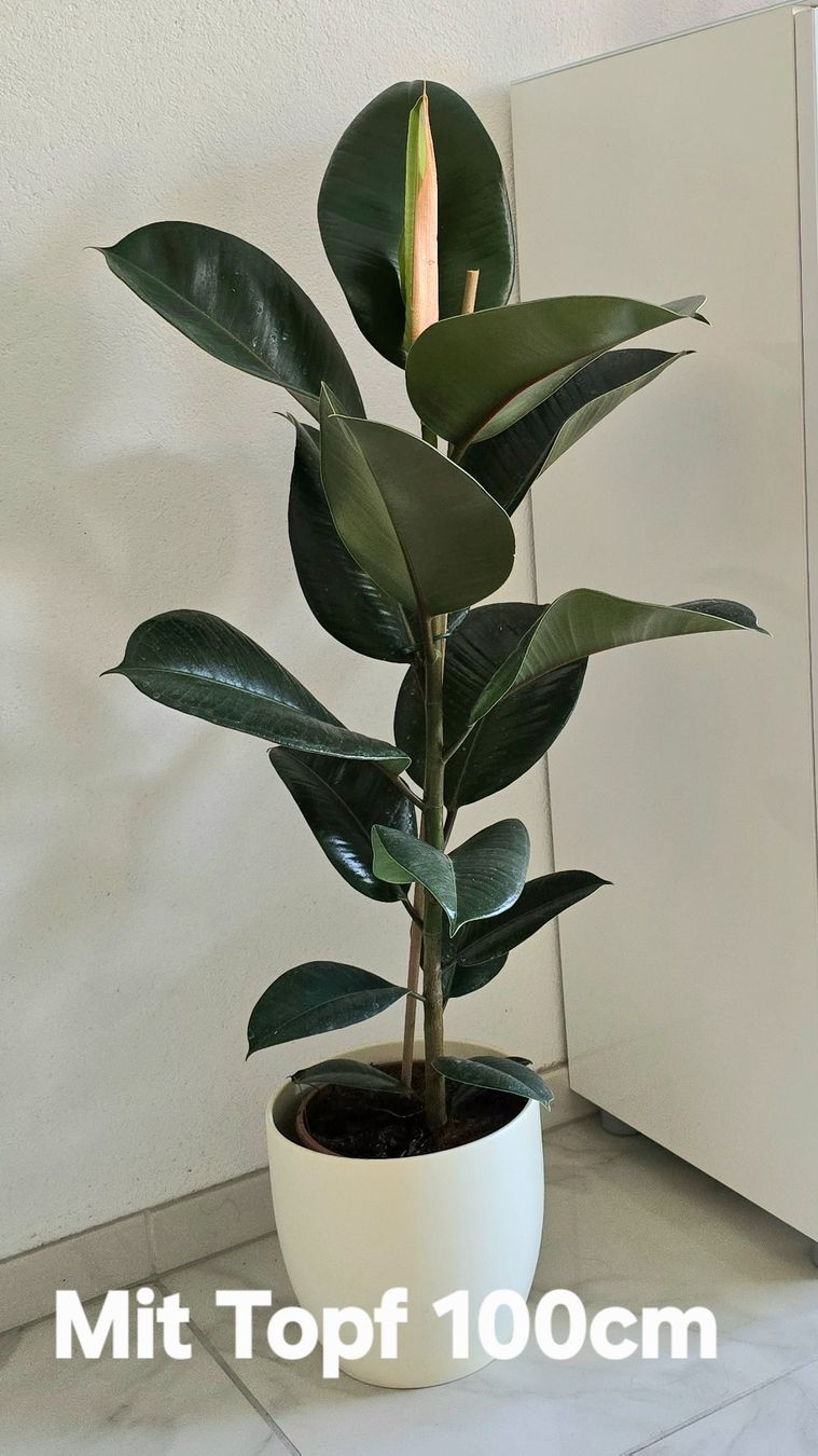Piante & sementi: Gummibaum Ficus elastica – Nuovo (secondo la descrizione) da Aarburg venduto da Glitzerzauber