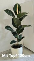 Gummibaum Ficus elastica