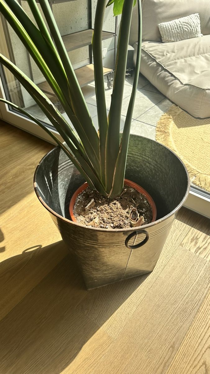 Plantes & graines: Zimmerpflanze Strelitzia mit Übertopf  – D'occasion à Bern par ishan128 3