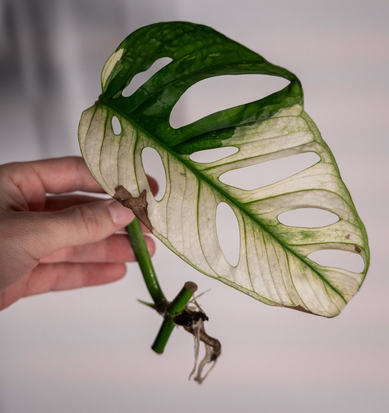 Monstera adansonii albo variegata XL Steckling bewurzelt (D'occasion)   Zrich pour CHF 24  avec livraison | Acheter sur Ricardo
