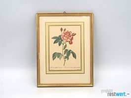 Rosenbild in Rahmen Fleurs Panachees von REDOUTÉ