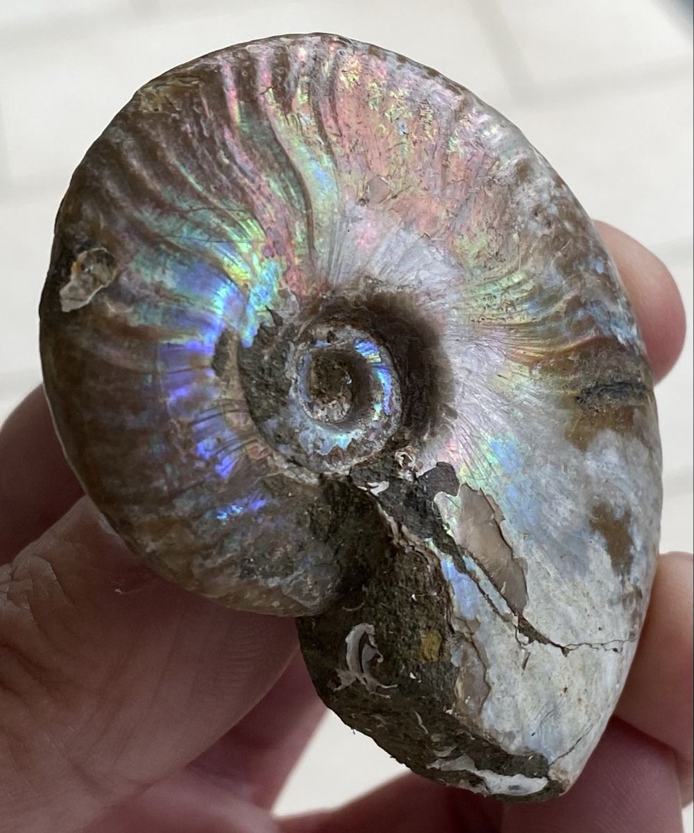 Fossili: Top sehr schöner Ammonit  – Usato da Selzach venduto da 321compac 6