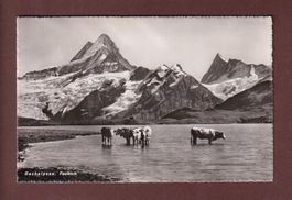 BACHALPSEE - Kühe - Faulhorn