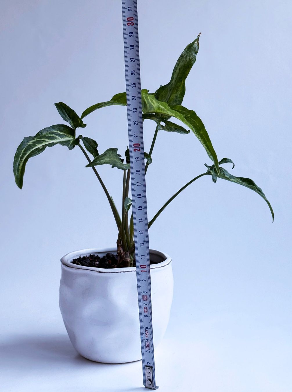 Pflanzen & Samen: Syngonium angustatum – Neu (gemäss Beschreibung) aus Dübendorf von Orchid18 2