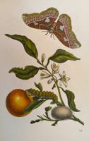 Das kleine Buch Tropenwunder / Maria Sibylla Merian / Buch