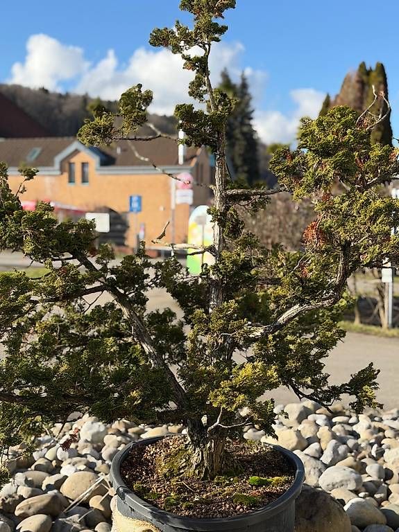Pflanzen & Samen:  Eindrücklicher Solitärbaum / Rohling / Bonsai – Gebraucht aus Mosen von Philipp2025 4