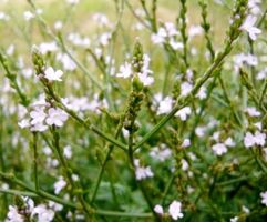 50 Samen von VERBENA OFFICINALIS: Kräutertee