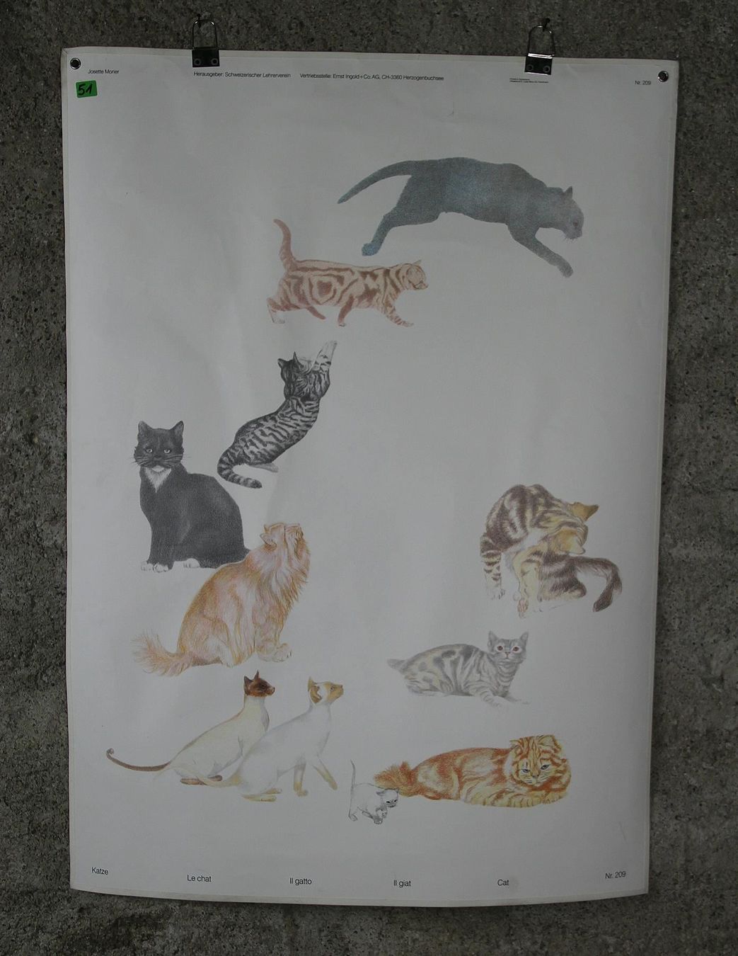 Foto & Immagini: Schulwandbild "Katze" Josette Morier – Usato da Birrwil venduto da brandschatz_birrwil 1