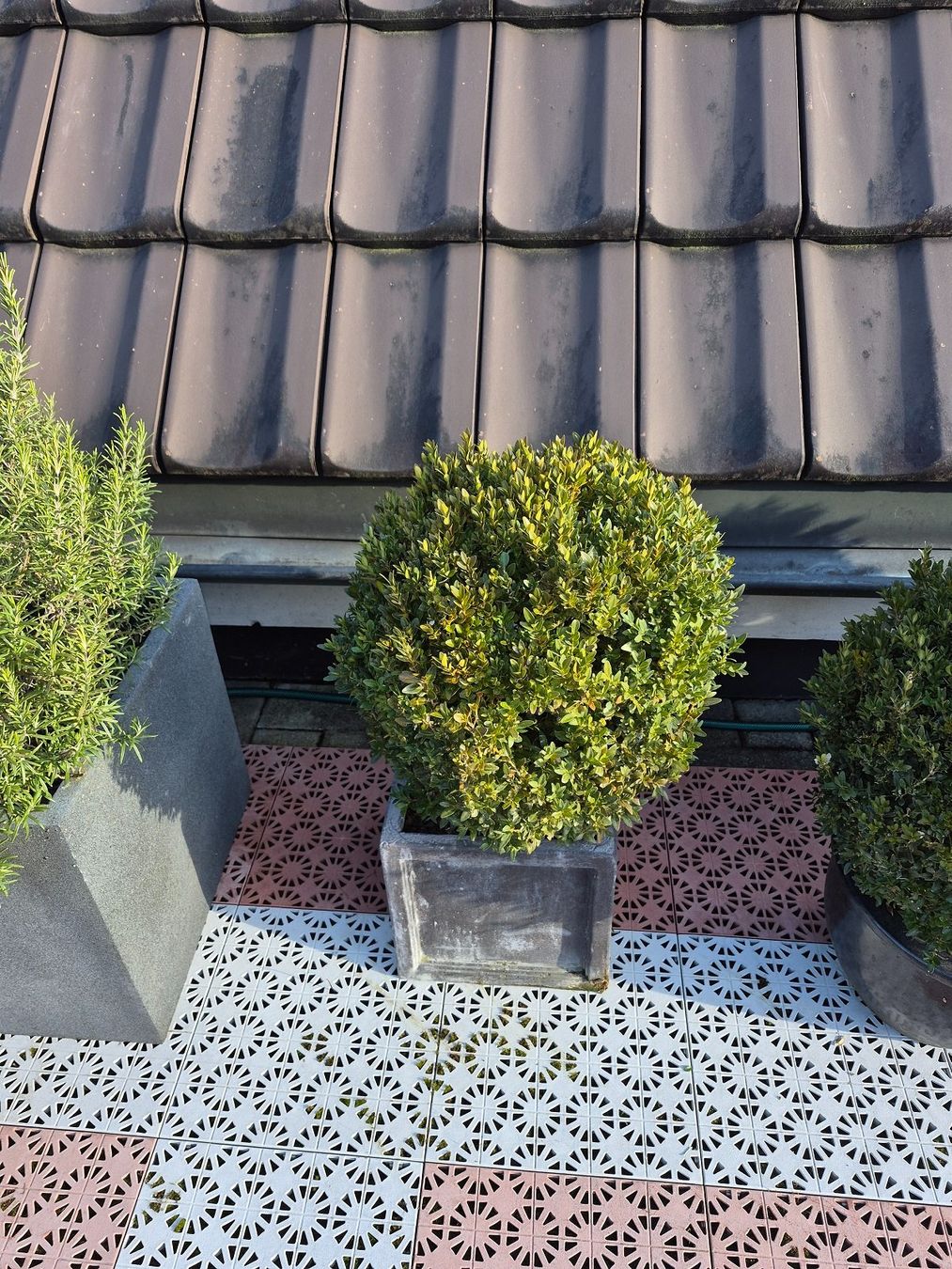 Piante & sementi: 2) WINTERHART - Buchsbaum für Garten, Balkon oder Terrasse – Usato da Thalheim an der Thur venduto da LycaenaDispar