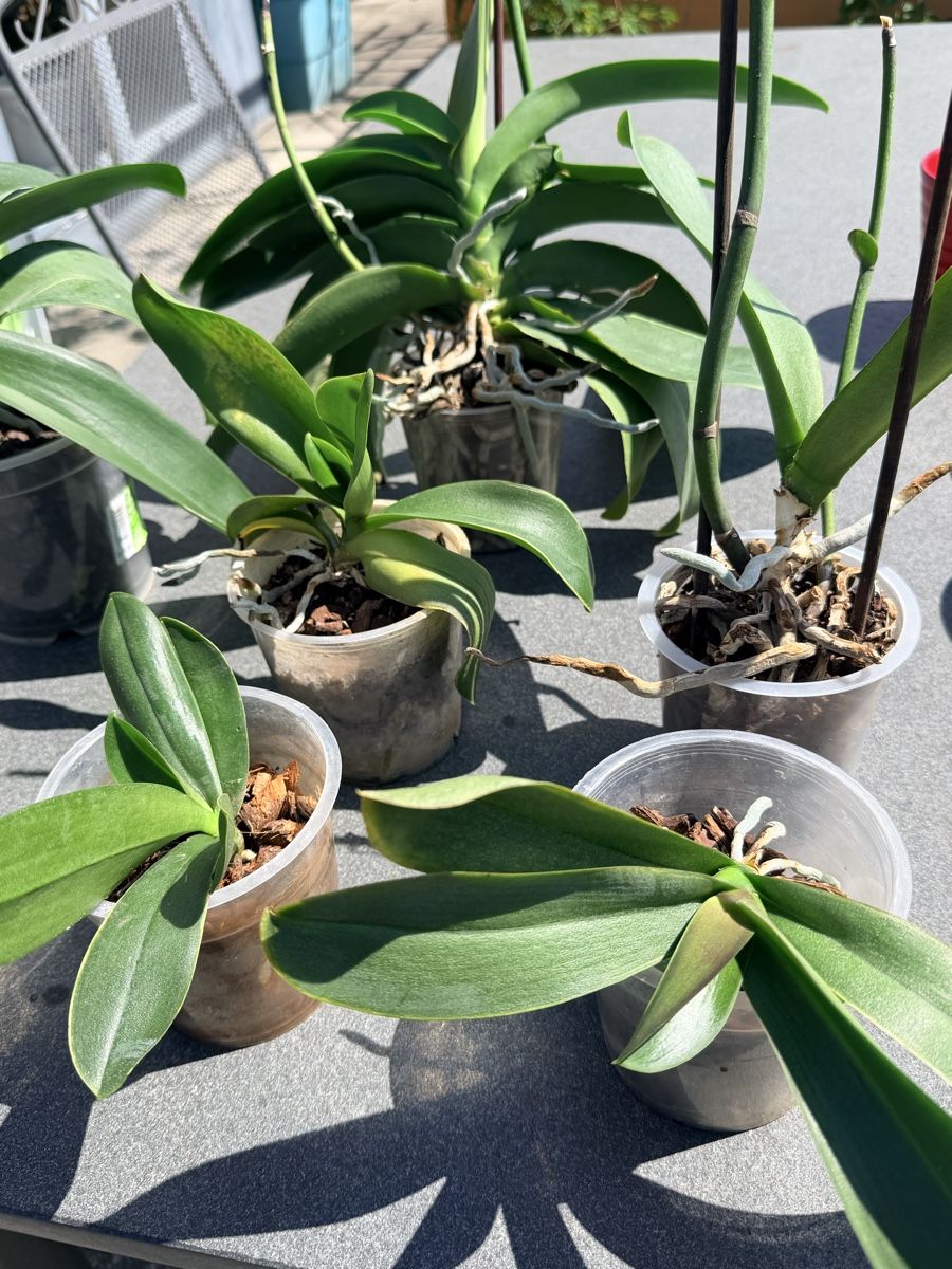 Pflanzen & Samen: Set 7 Orchideen mit 4 Töpfe – Gebraucht aus Zürich von d-ron 1