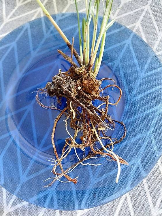ceropegia woodii variegata Variegated Ceropegia Woodii String of Hearts House Plant 6cm Pot  Plants  For All Seasons