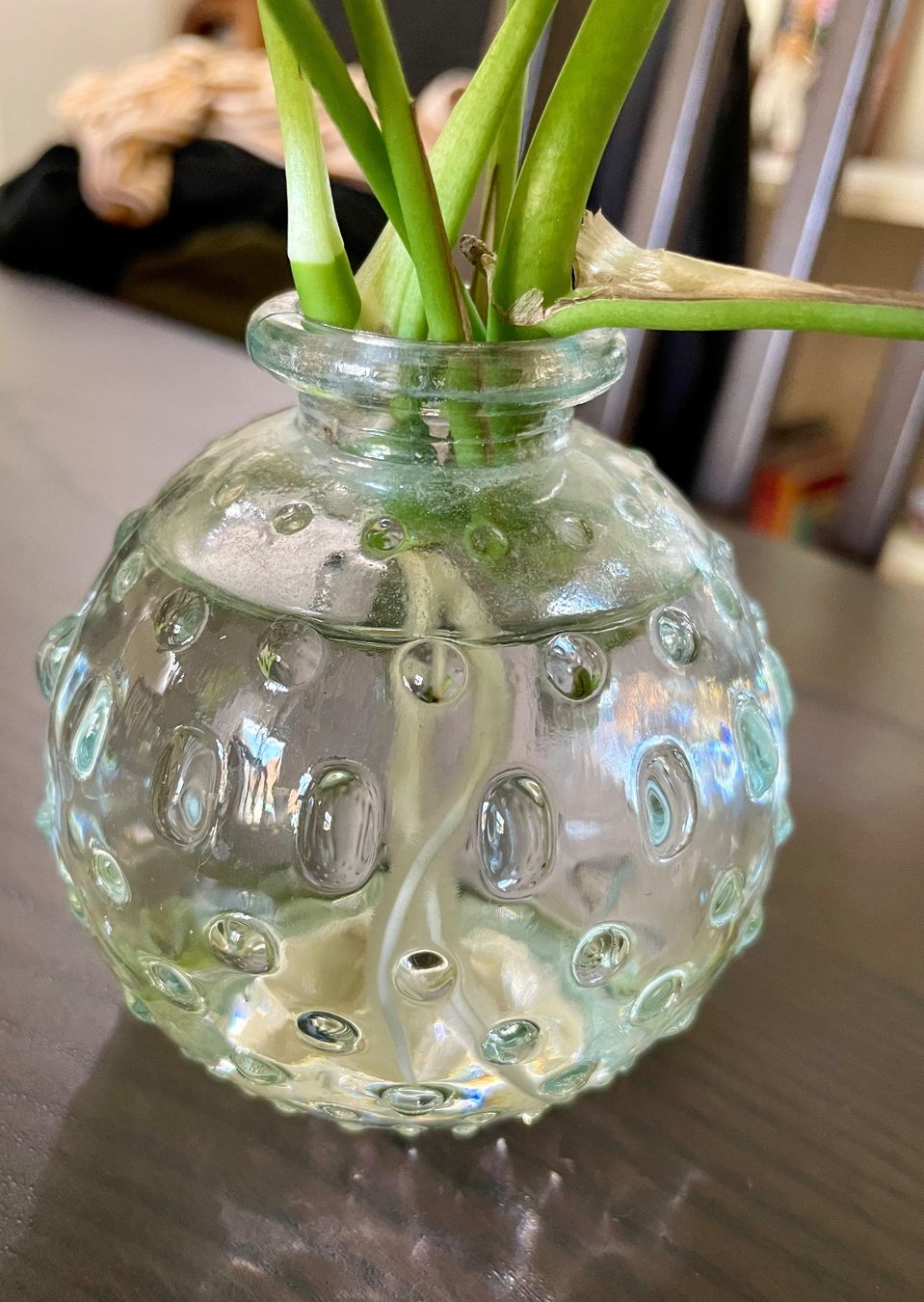 Plantes & graines: Monstera Minima Stecklinge – D'occasion à Zürich par mar_xfn9 1