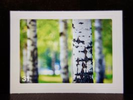 MIGROS MANIA Nature Detectives Nr. 31