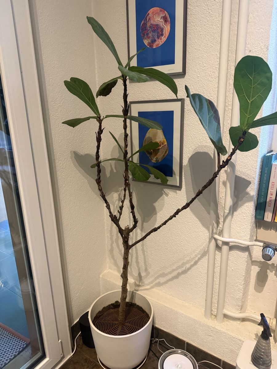 Plantes & graines: Ficus lyrata – D'occasion à Zürich par vik_wzv8