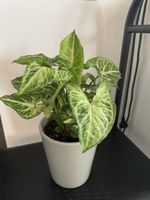Potted plant Syngonium podophyllum 'Green Velvet' healthy co