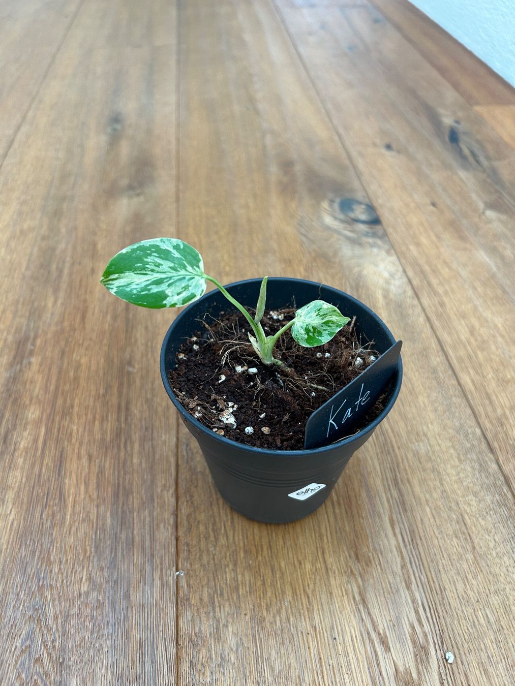 Piante & sementi: Monstera Bulbasur💚 – Nuovo e nell'imballaggio originale da Wattwil venduto da Mikesplantshop