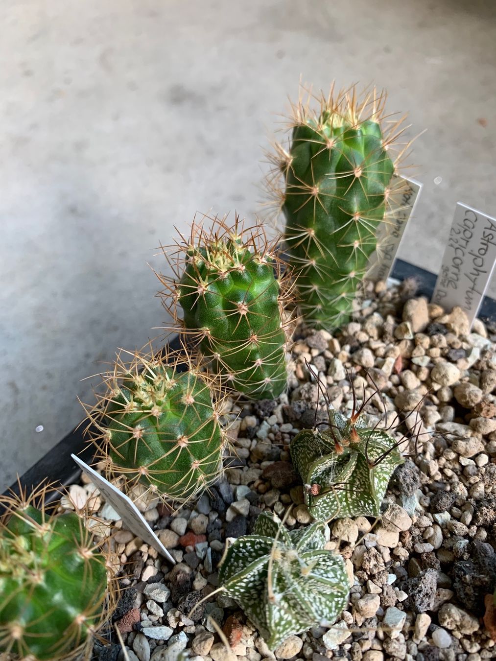 Pflanzen & Samen: Matucana ssp. hoxeyi – Gebraucht aus Rorbas von SimS0n 1