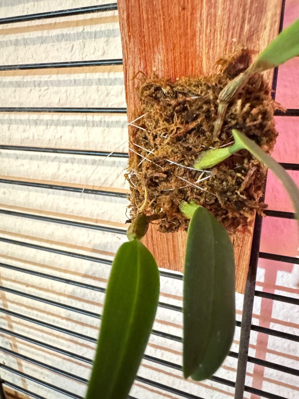 Plantes & graines: Bulbophyllum lasiochilum – D'occasion à Männedorf par mrclst 3