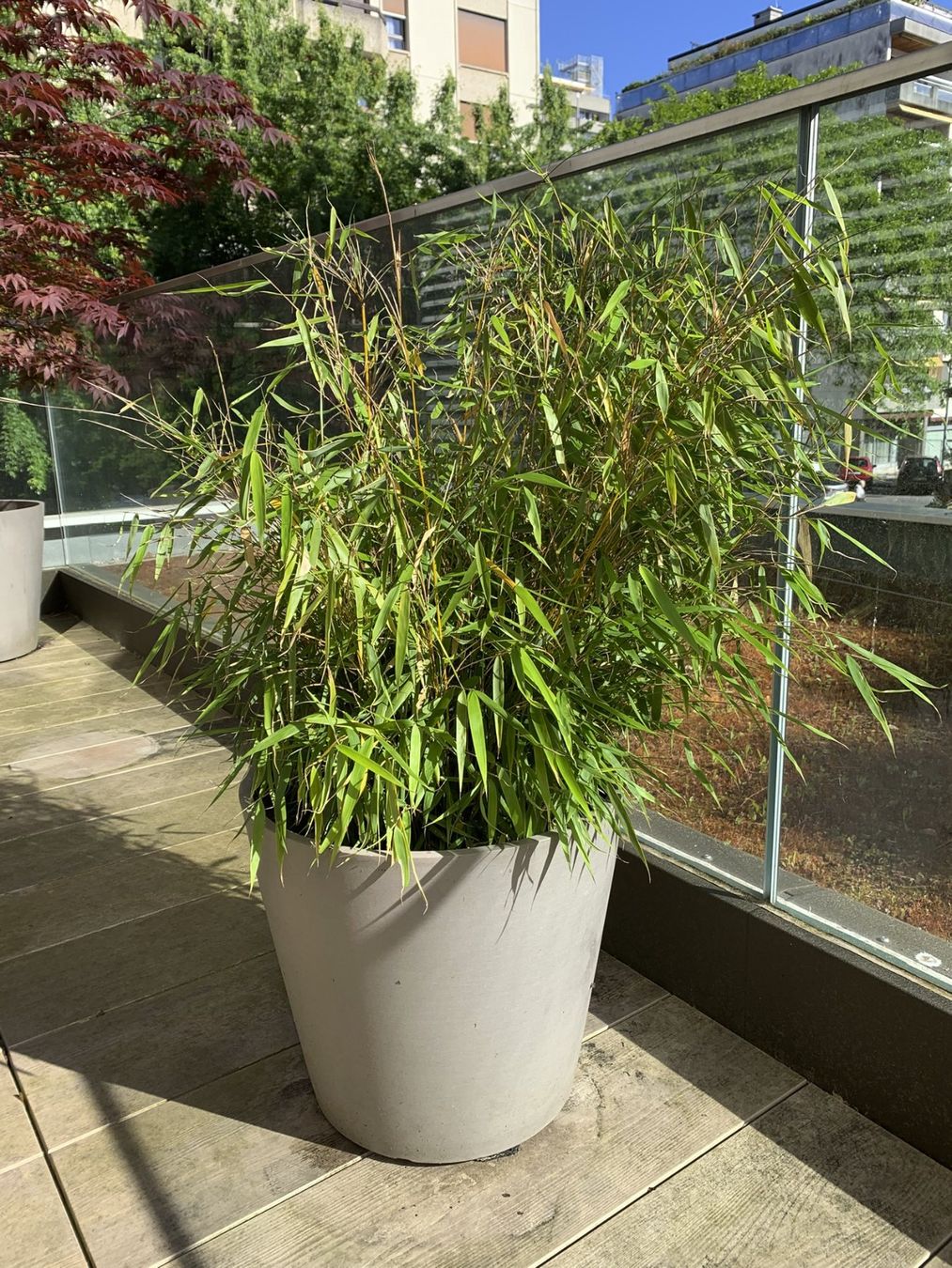 Piante & sementi: 2 bambous en pot – Usato da Genève venduto da Ananas03