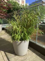 2 bambous en pot