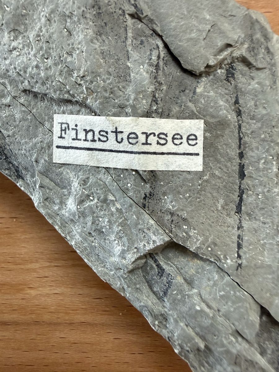 Fossili: Versteinerung fossiles Schilf – Usato da Grenchen venduto da Bastet007 5