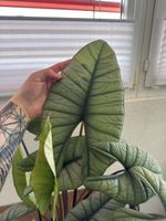 Alocasia Platinum XXL