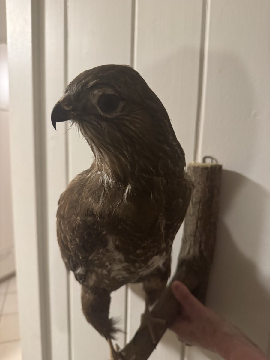 Il mondo degli animali: Mäusebussard Präparat – Usato da Frick venduto da nannali98 3