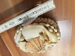 Schmuckdose Muscheln  B1