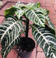 Seltene  Zierpflanze 20-30 cm Aphelandra