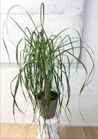Elefantenfuss Beaucarnea Recurvata Verzweigt LARGE 140 cm