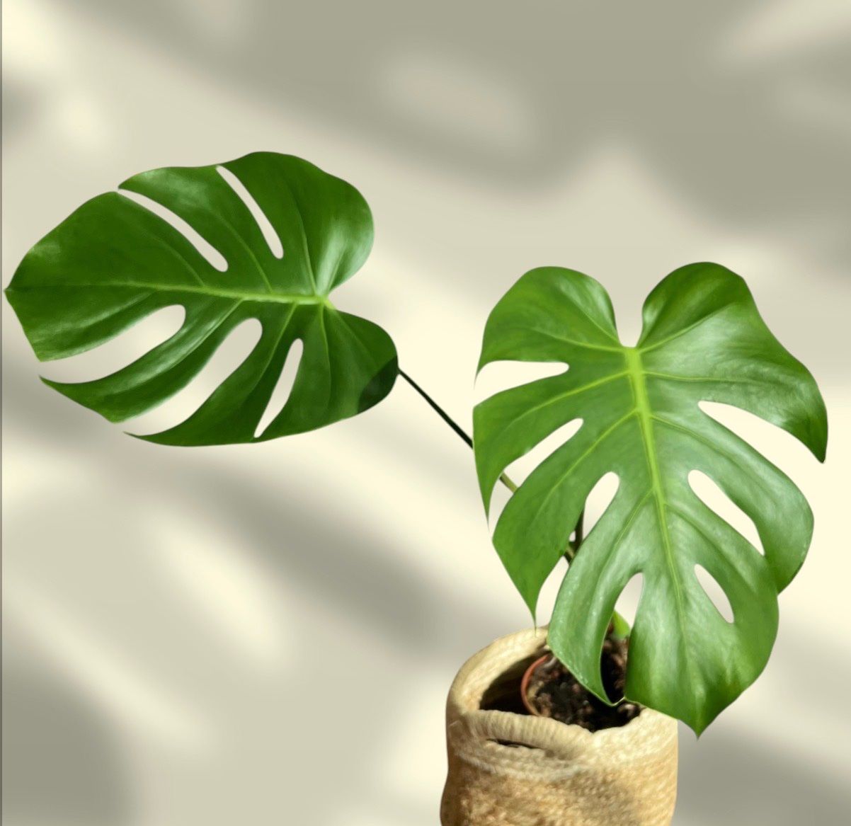 Pflanzen & Samen: Monstera Deliciosa😍 – Gebraucht aus Glattpark(Opfikon) von ste_n99y 6