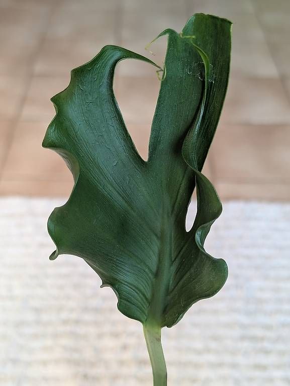 Piante & sementi: Monstera Deliciosa Unniiae – Nuovo (secondo la descrizione) da Faulensee venduto da plantmama 2