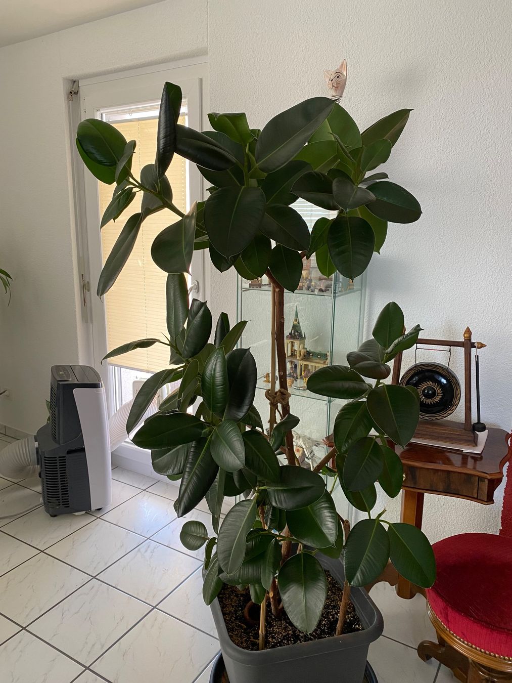 monstera pinnatipartita Monstera pinnatipartita 4.5