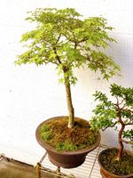 Acer Palmatum Deshojo Bonasai
