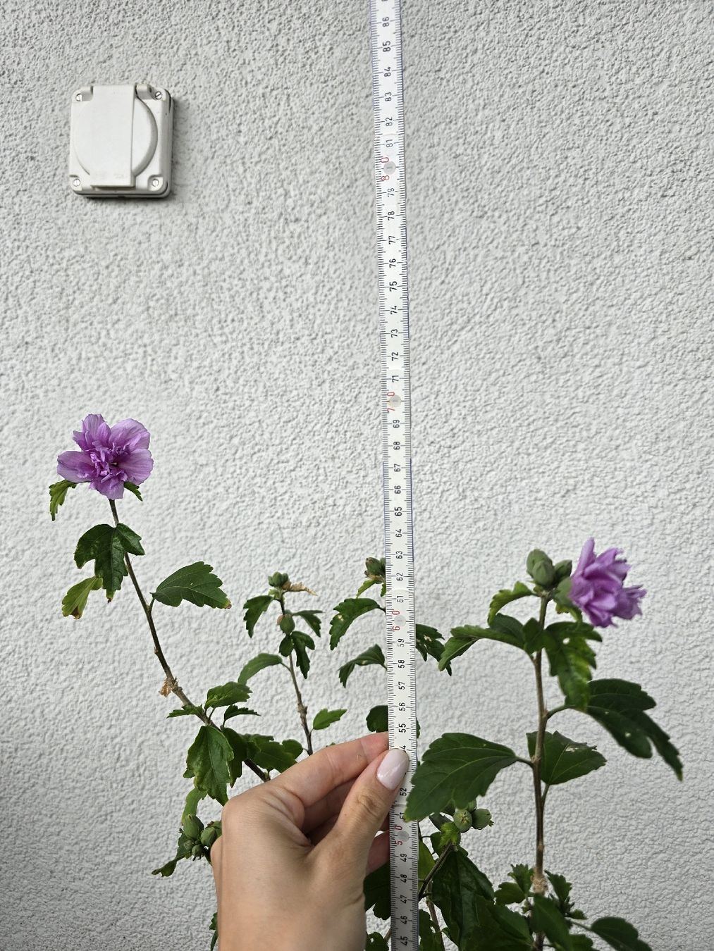 Plantes & graines: Gartenhibiskus - Eibisch - Hibiskus – D'occasion à Rickenbach b. Wil par Kth_v8 5