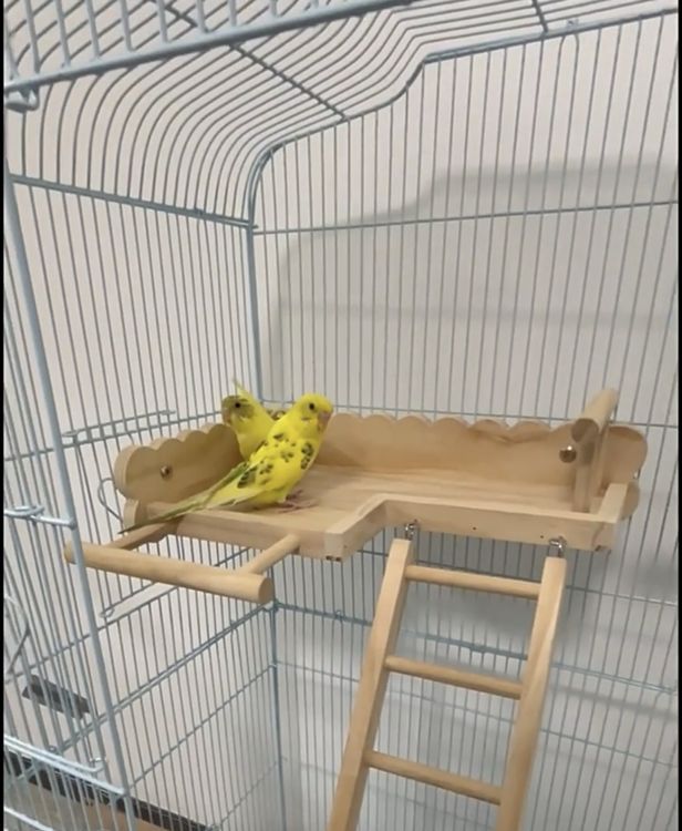 81stgeneration Haarnadel Aus Naturholz Mit Abalone-Muschel - Handgeschnitztes Schwanen-Federn-Design